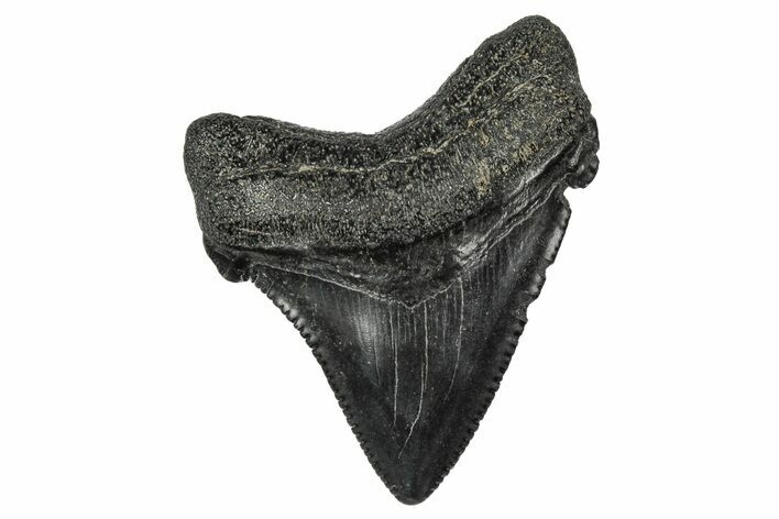 Serrated Angustidens Tooth - Megalodon Ancestor #340367